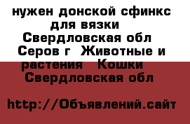 нужен донской сфинкс для вязки. - Свердловская обл., Серов г. Животные и растения » Кошки   . Свердловская обл.